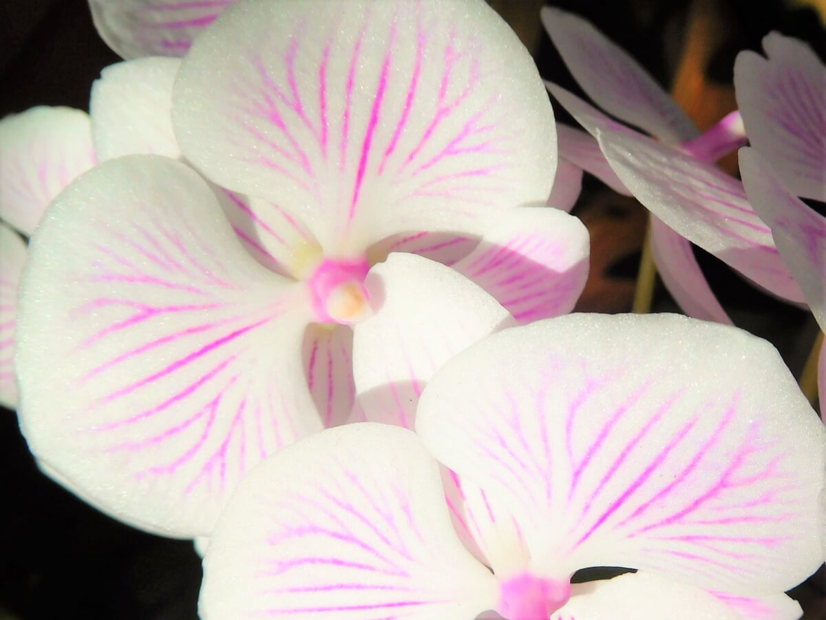 熱帯ドリームセンターの写真4