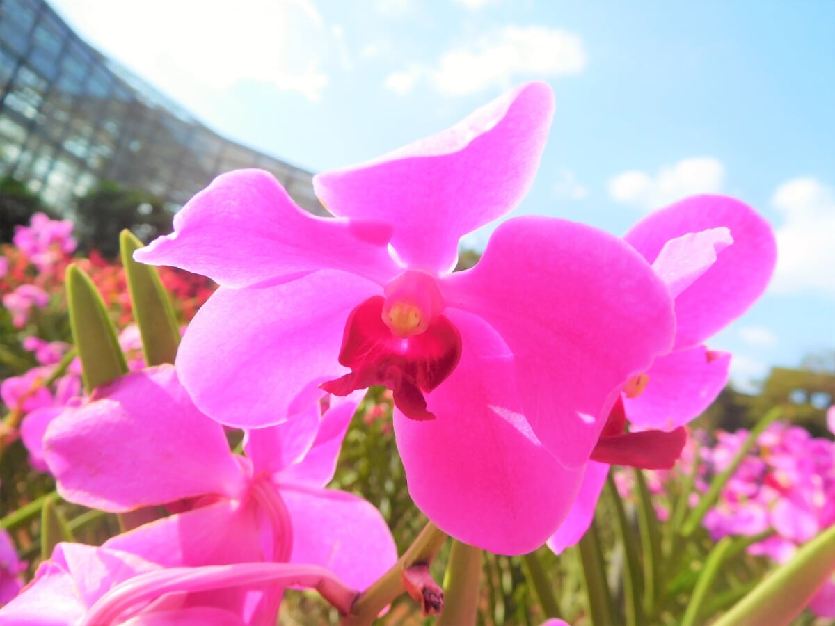 熱帯ドリームセンターの写真1