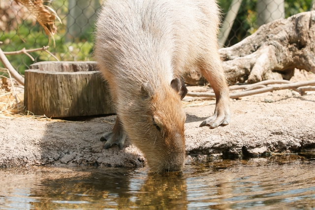 ときわ動物園の写真3