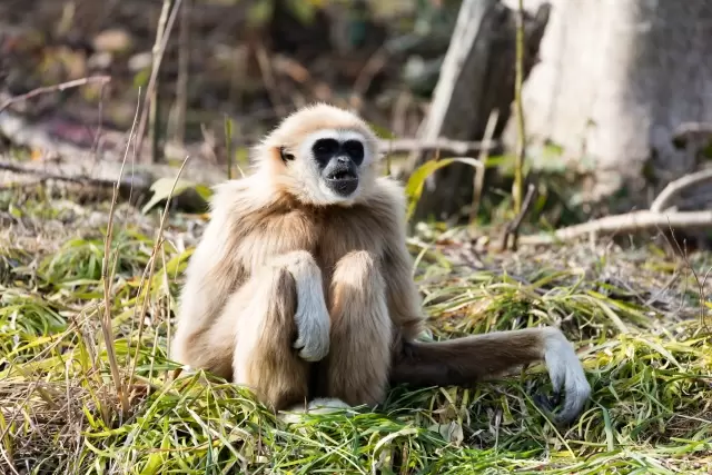 ときわ動物園の写真1