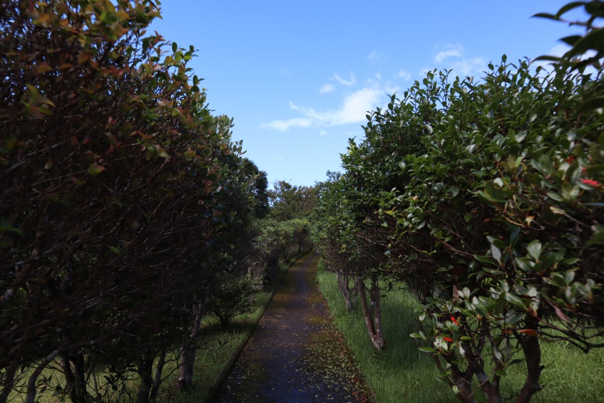 油井岳展望所の写真2