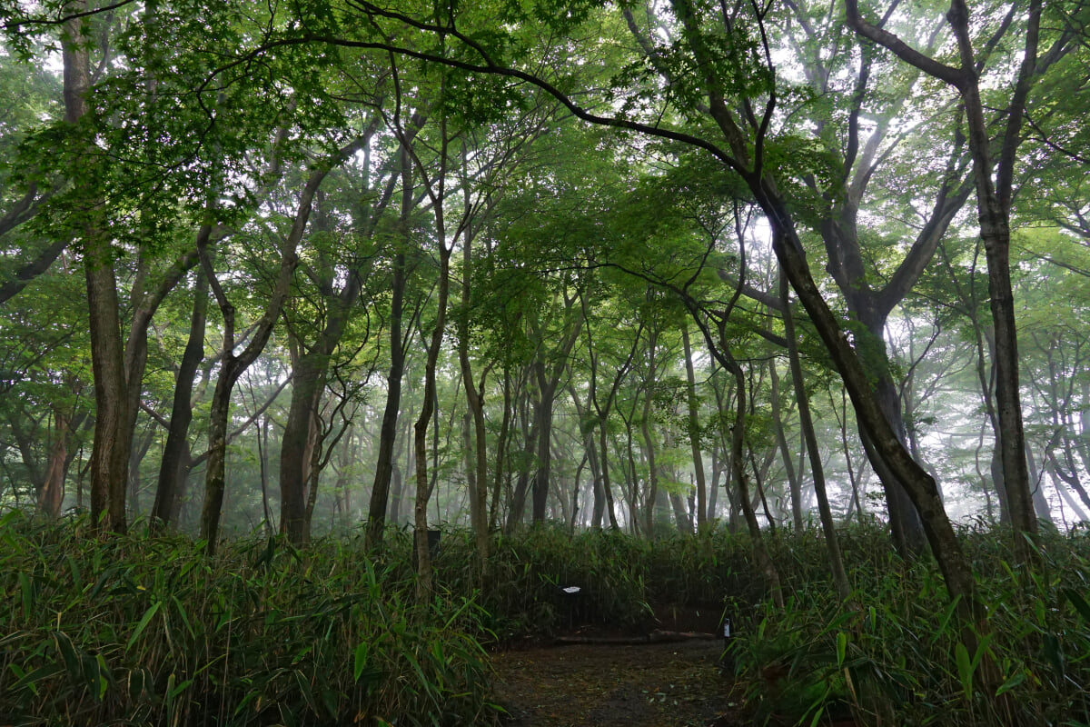 ニコライ バーグマン 箱根 ガーデンズ(NICOLAI BERGMANN HAKONE GARDENS)の写真3