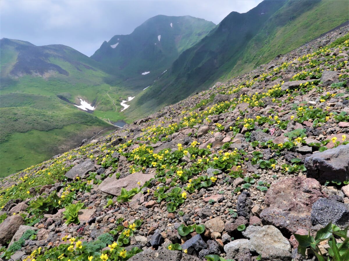 秋田駒ヶ岳の写真1