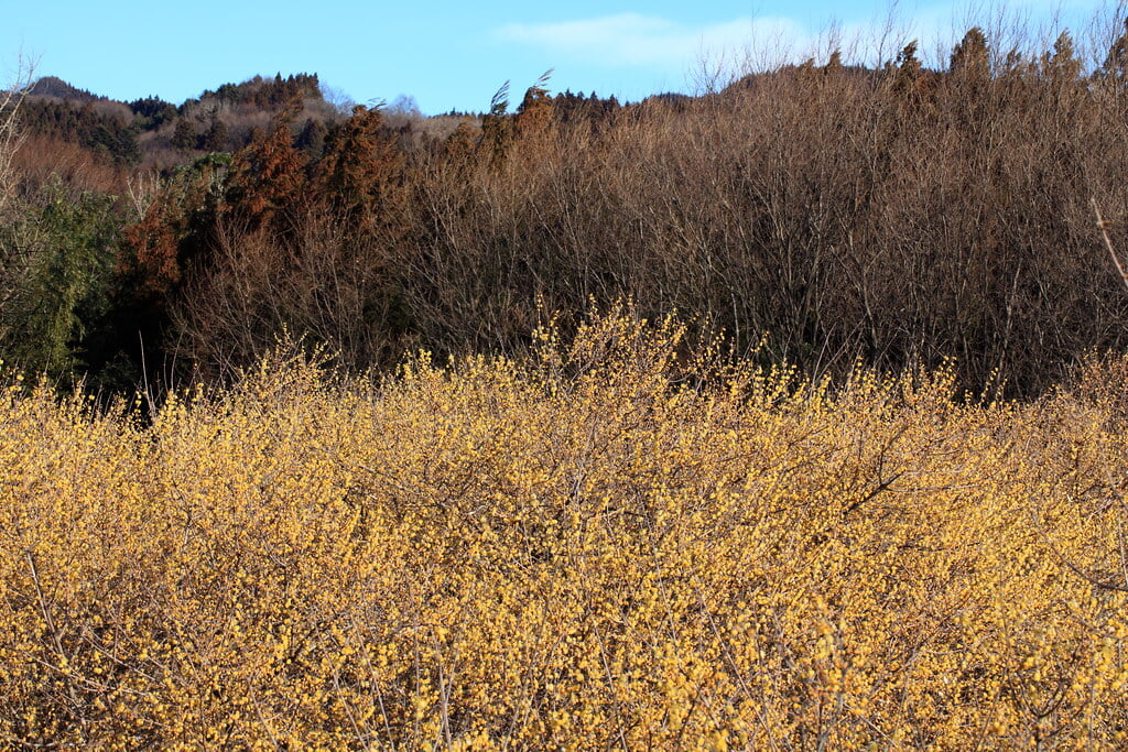 ろうばいの郷の写真3