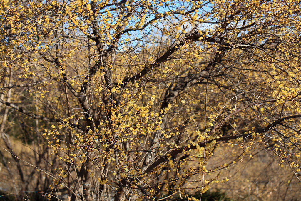 ろうばいの郷の写真4