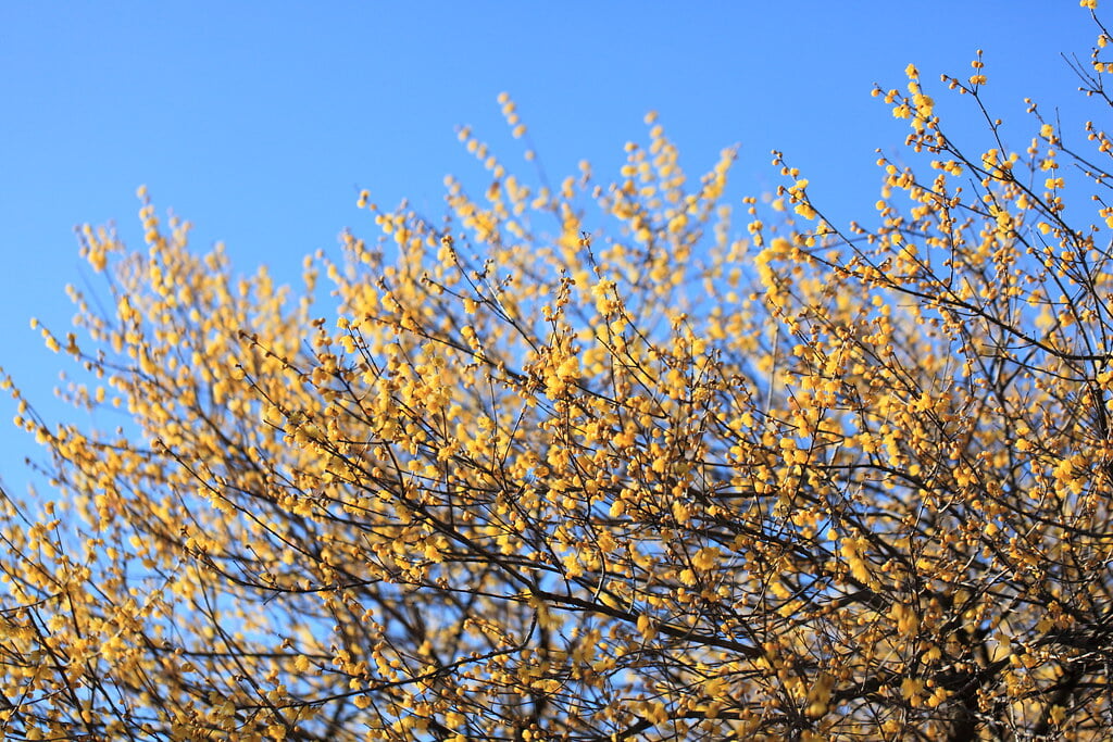 ろうばいの郷の写真5