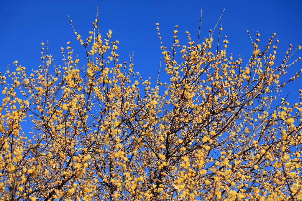 ろうばいの郷の写真6