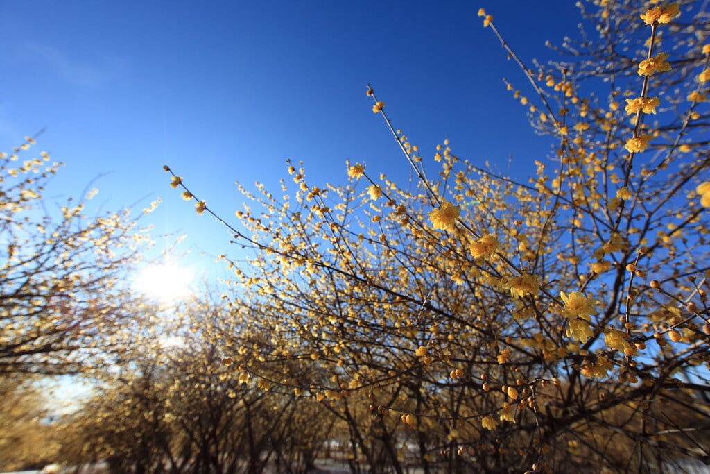 ろうばいの郷の写真1