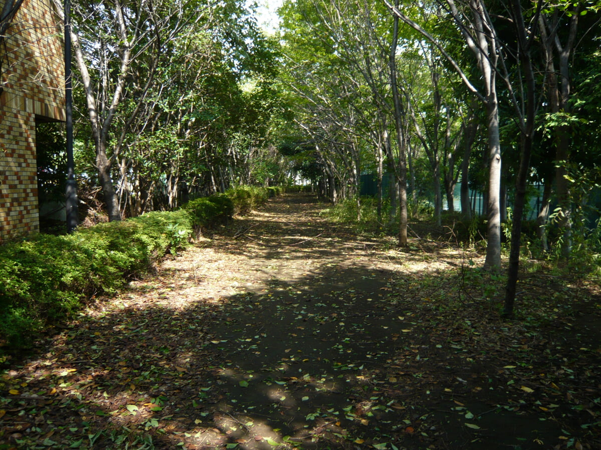 有明テニスの森公園の写真1