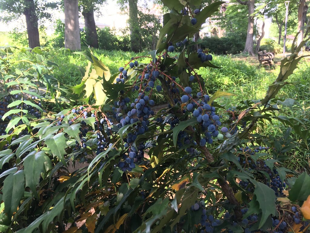 もみじやま公園の写真3