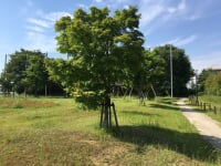 もみじやま公園