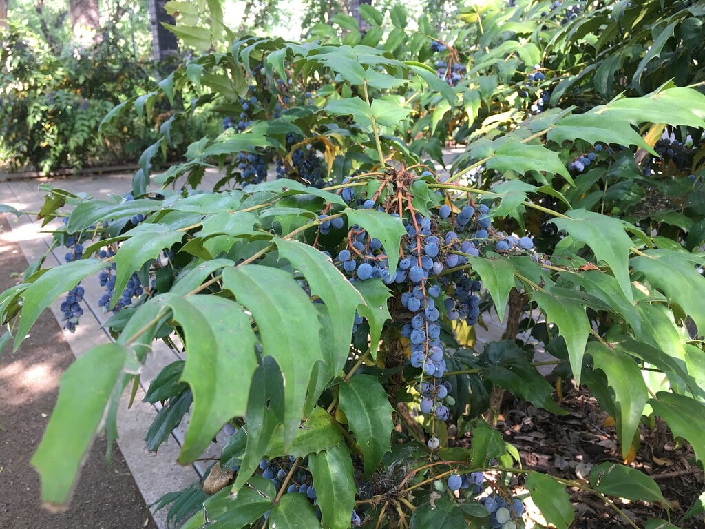 もみじやま公園の写真6