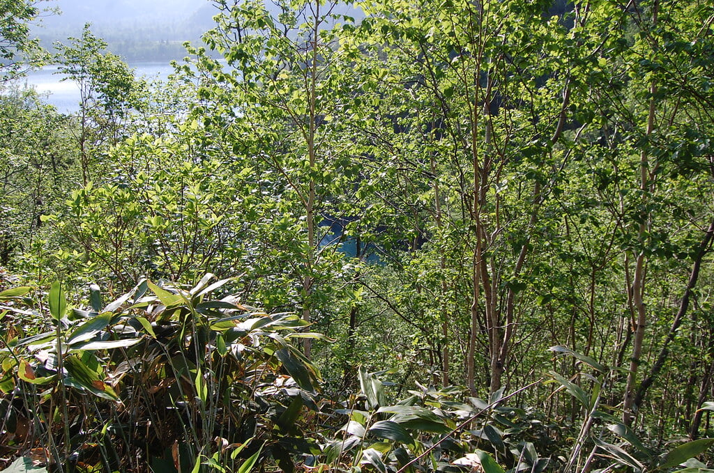 オコタンペ湖の写真4