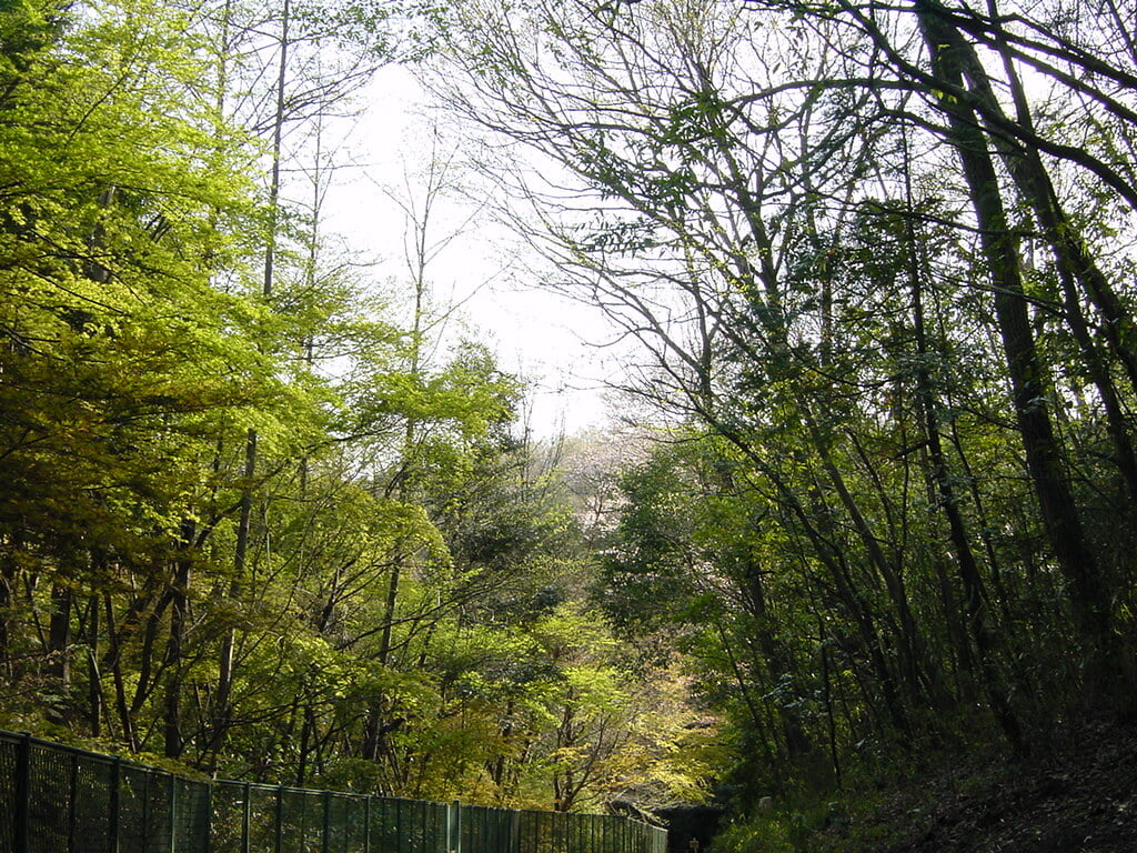 トトロの森の写真3