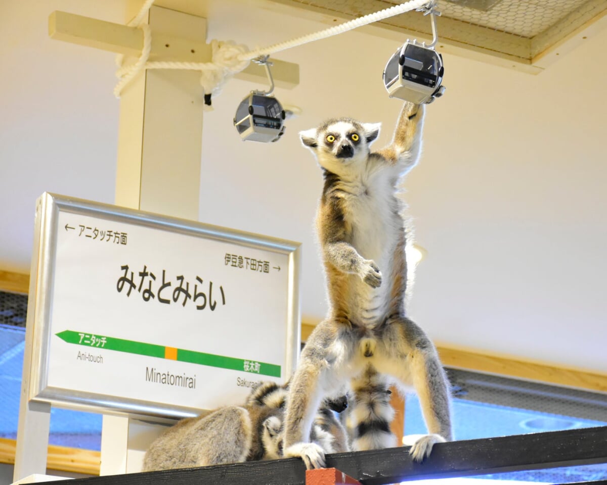 アニタッチみなとみらいの写真1