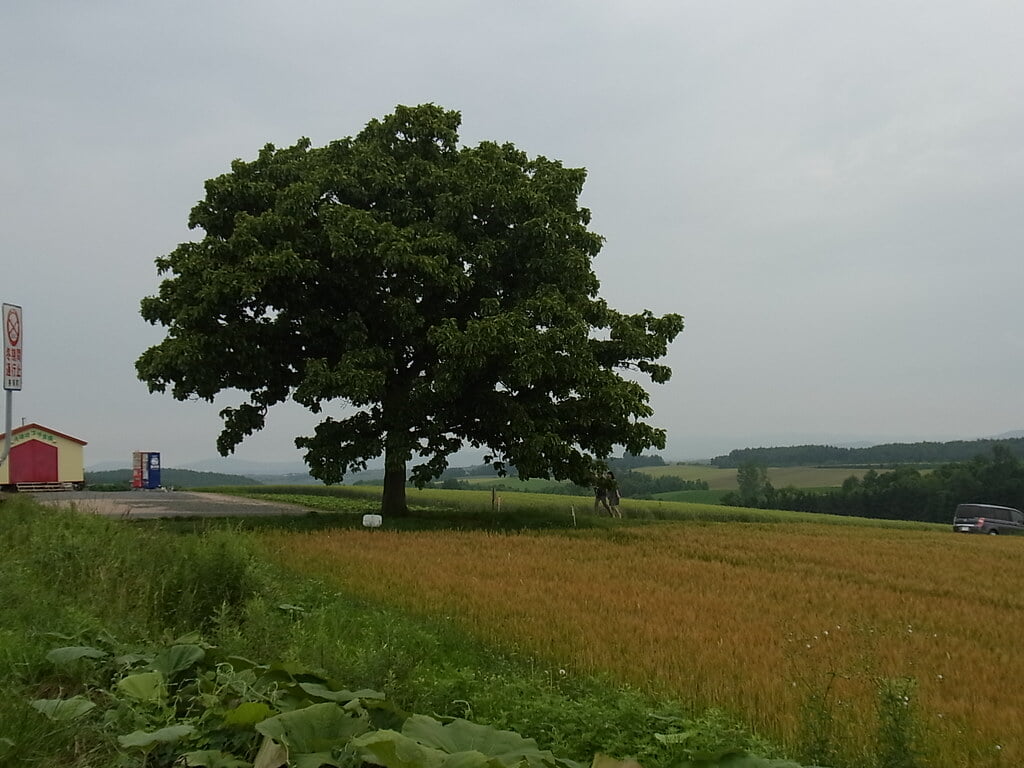 セブンスターの木の写真2