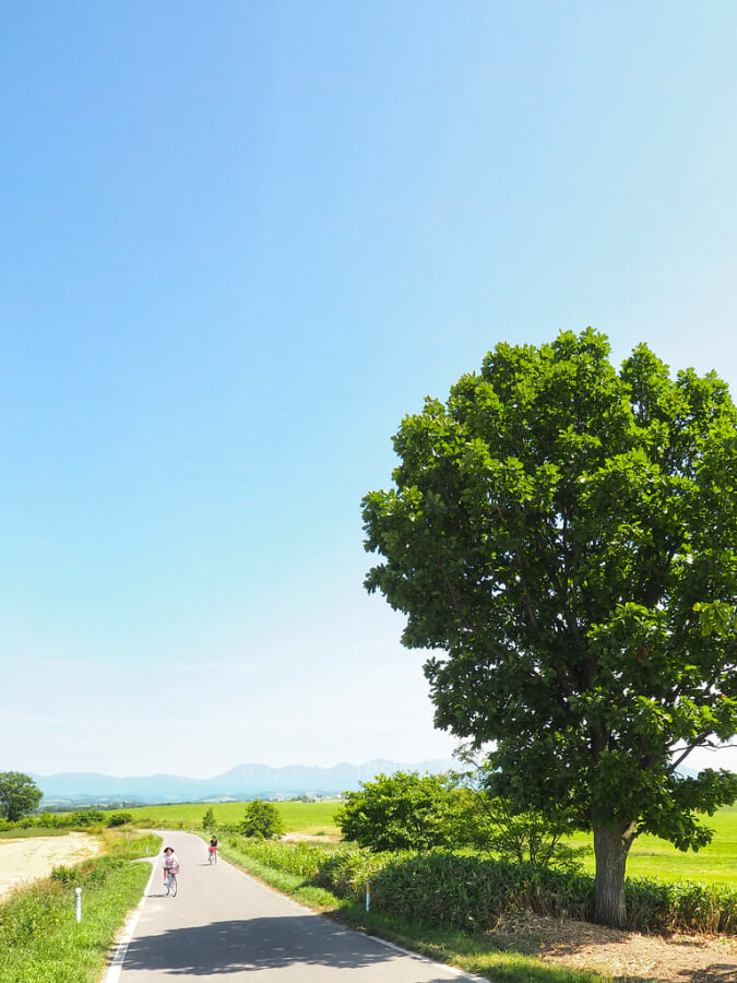 セブンスターの木の写真3