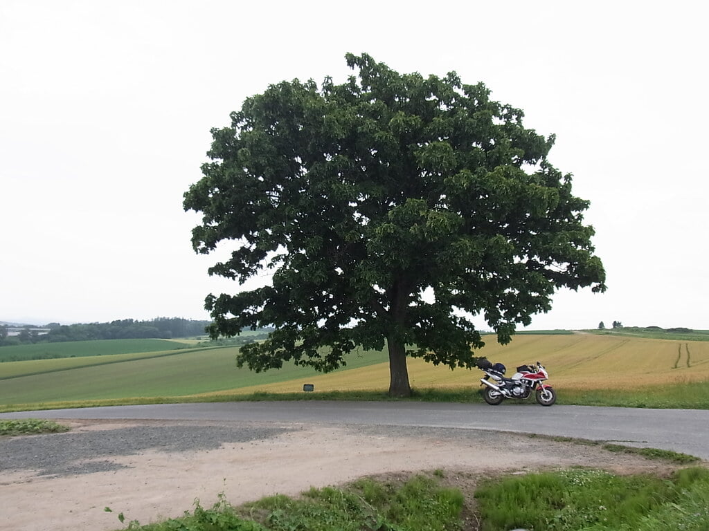 セブンスターの木の写真1