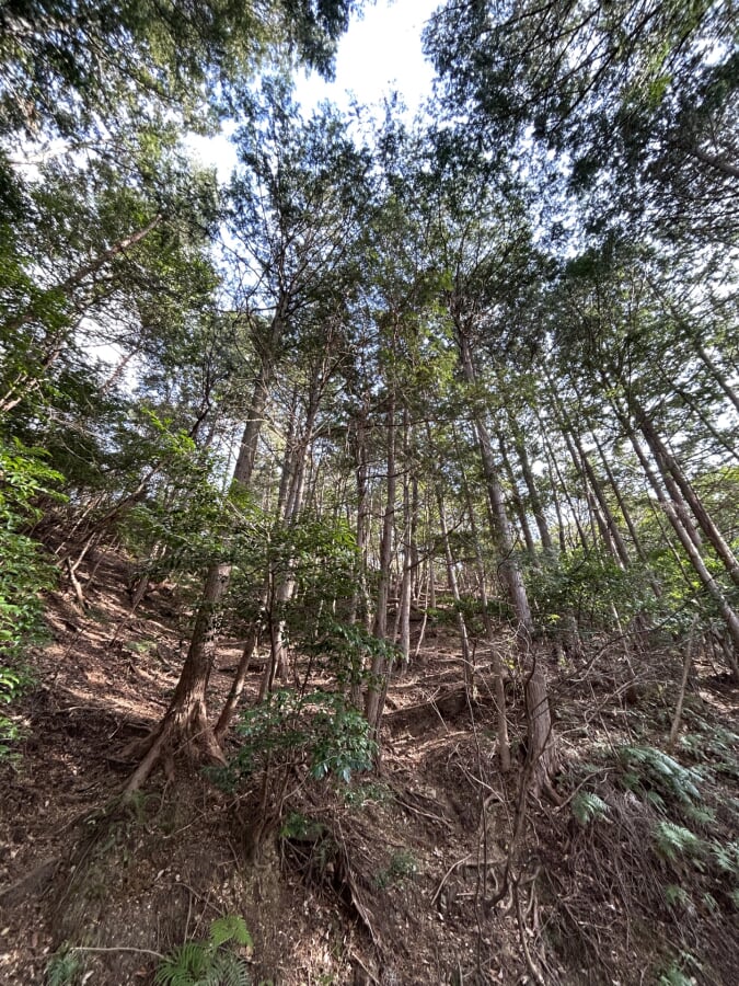 月見の森の写真2