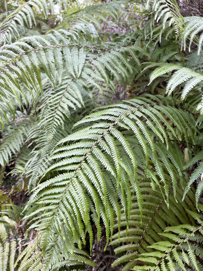 月見の森の写真4