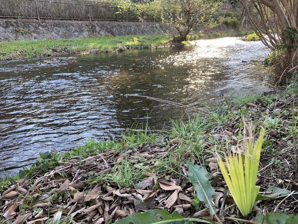 落合川いこいの水辺の写真2