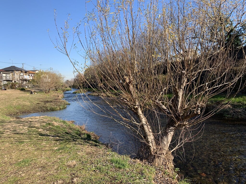 落合川いこいの水辺の写真7
