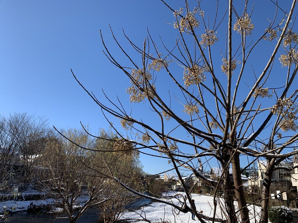 落合川いこいの水辺の写真9