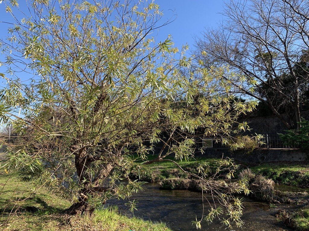 落合川いこいの水辺の写真16