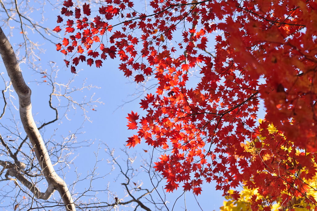 大菩薩嶺の写真2