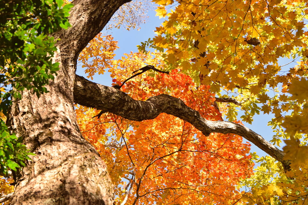 大菩薩嶺の写真3