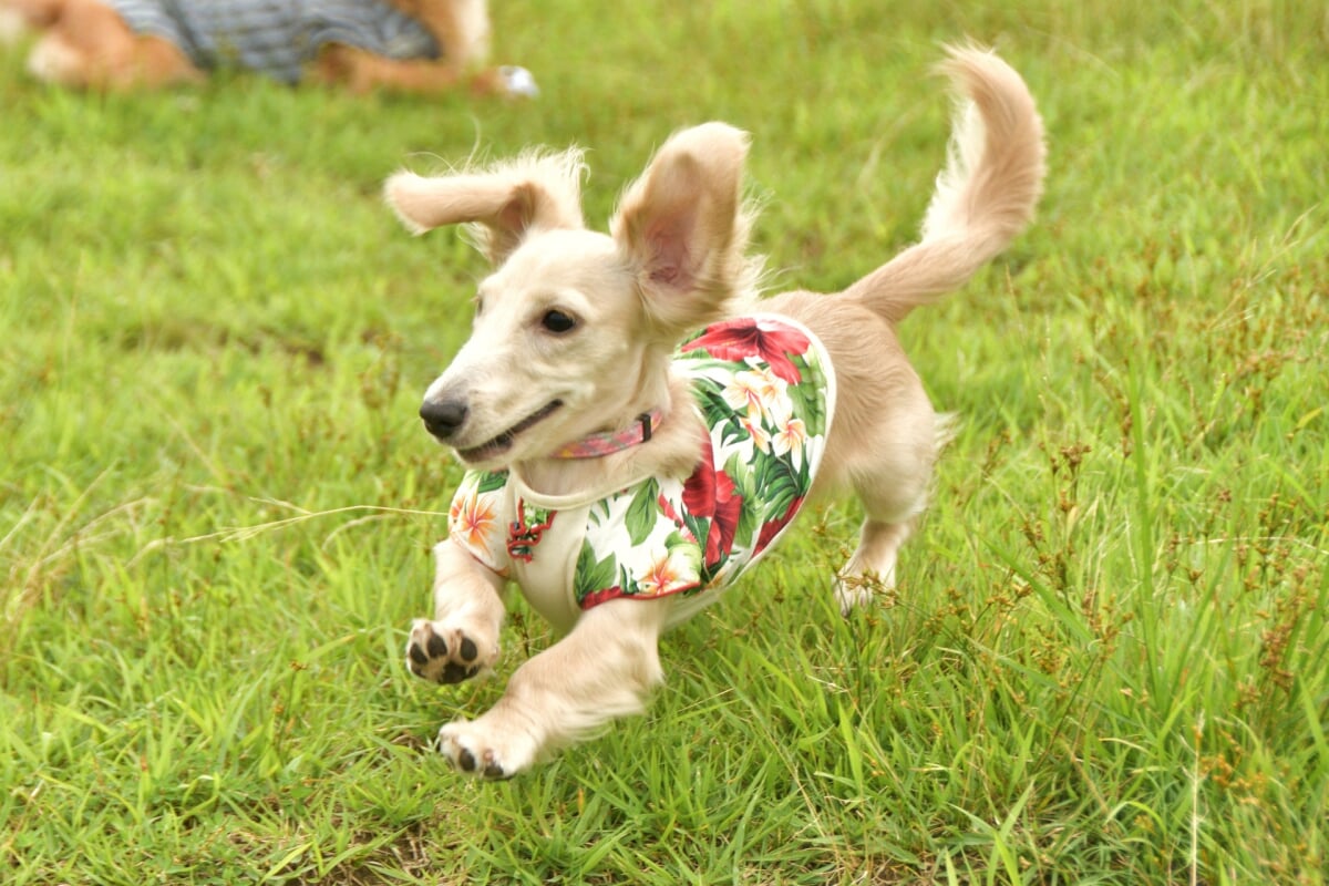 富士芦ノ湖パノラマパークの写真2