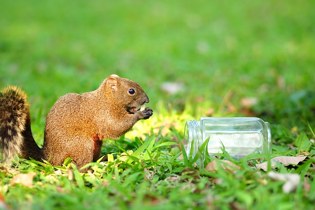 大安森林公園の写真2