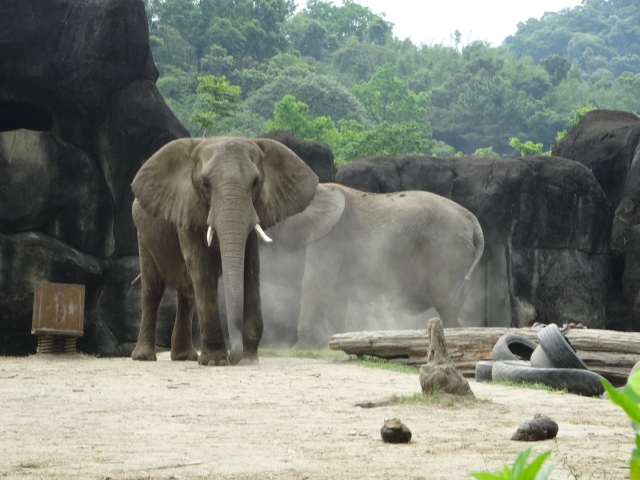 台北市立動物園の写真1