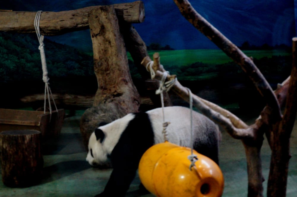 台北市立動物園の写真2