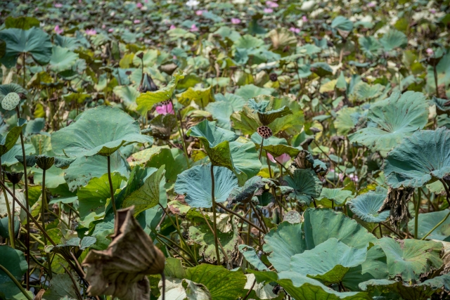 台北植物園の写真3