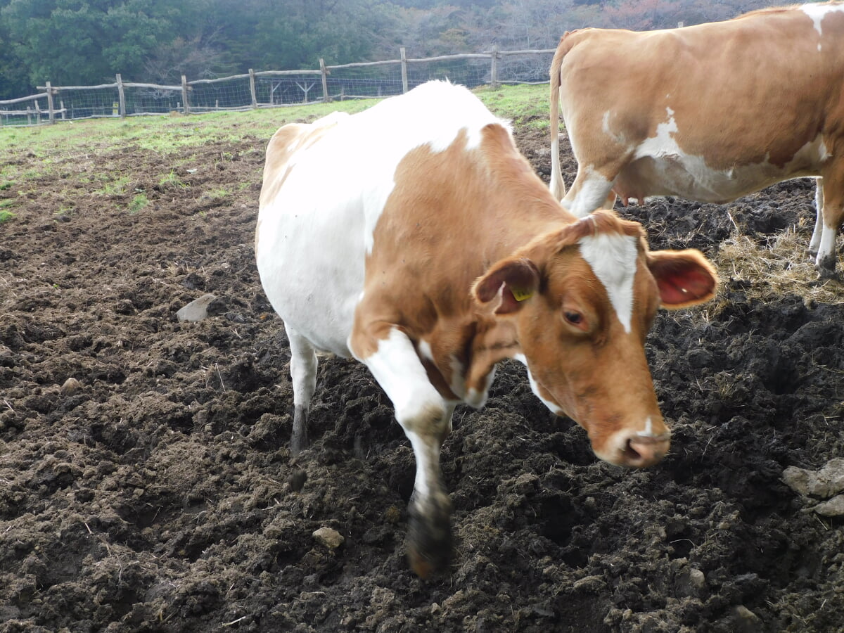 那須高原 南ヶ丘牧場の写真2