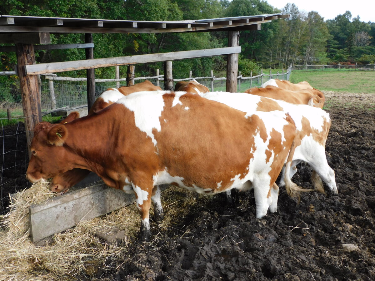 那須高原 南ヶ丘牧場の写真3