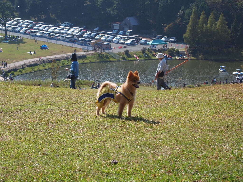 六甲山アスレチックパーク GREENIAの写真5