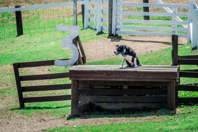 伊香保グリーン牧場の写真2