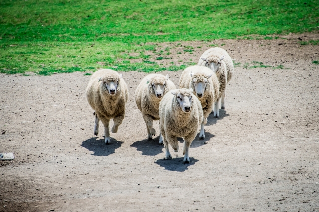 伊香保グリーン牧場の写真3