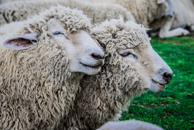 伊香保グリーン牧場の写真4