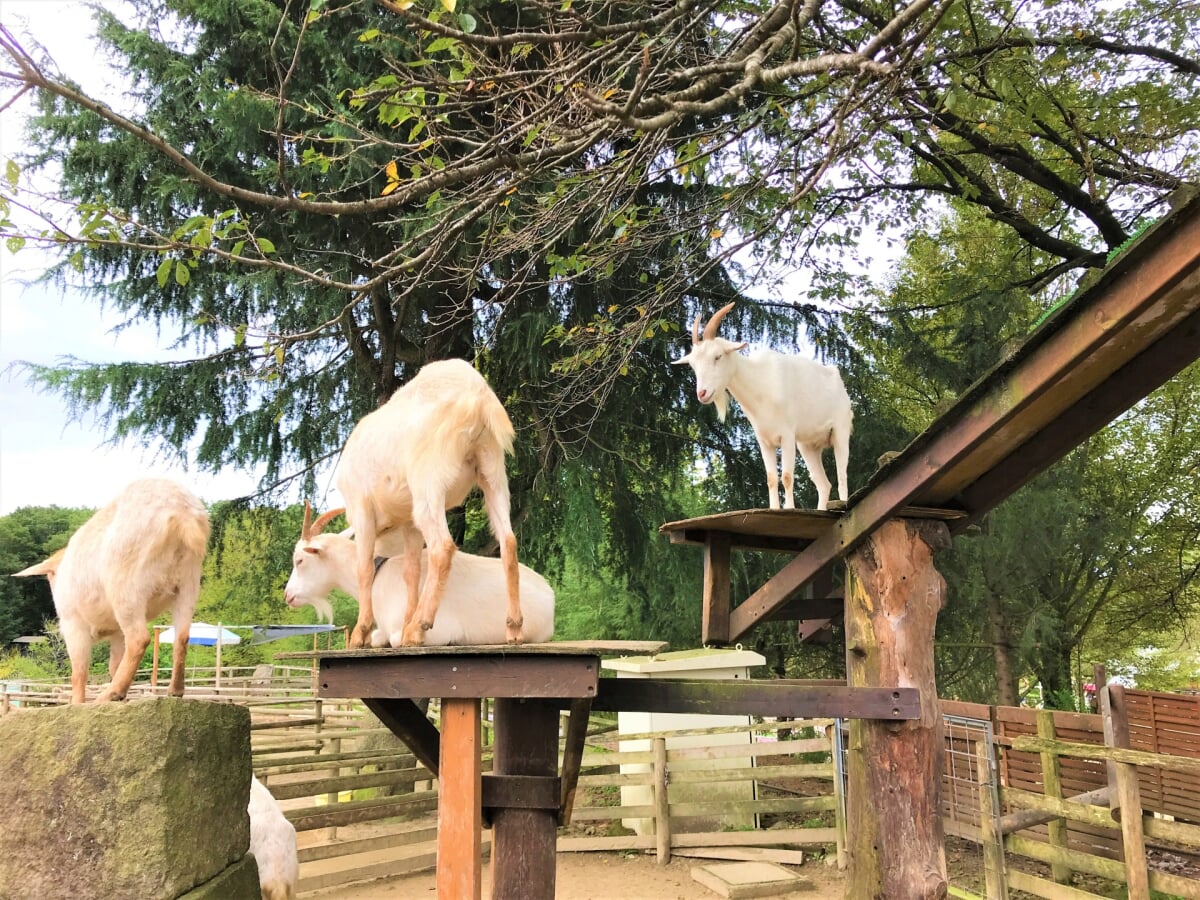 那須高原 りんどう湖ファミリー牧場の写真2