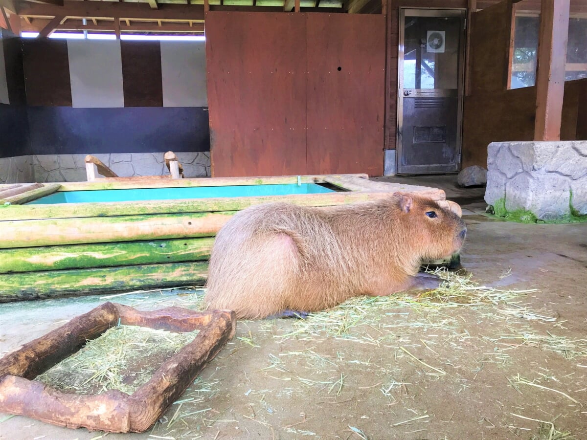 那須高原 りんどう湖ファミリー牧場の写真4