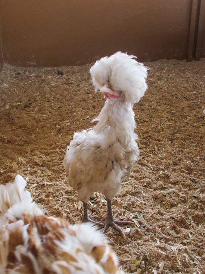 ワールド牧場の写真3