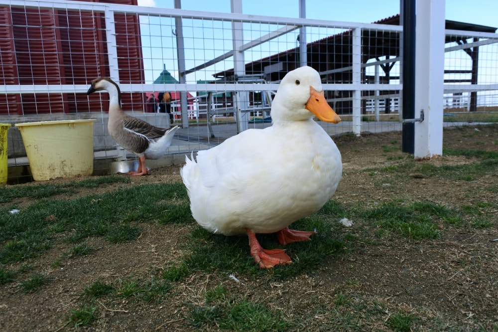 ワールド牧場の写真4