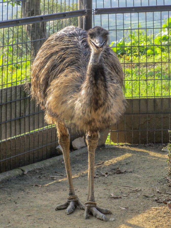 ワールド牧場の写真5