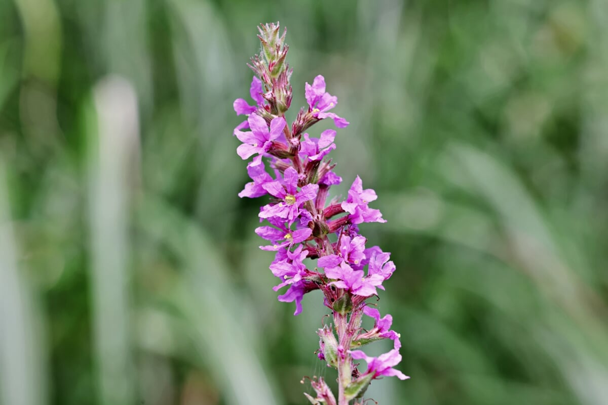 阿蘇野草園の写真1