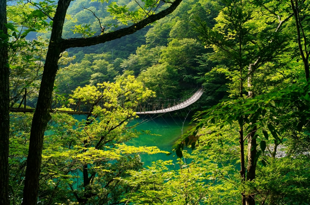 夢の吊り橋の写真4