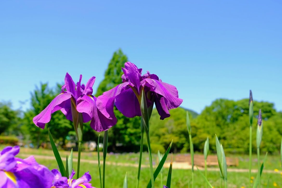 三ツ塚史跡公園の写真4