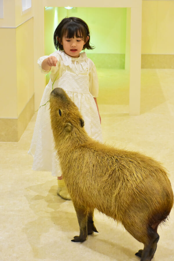 アニタッチアクアシティお台場の写真2